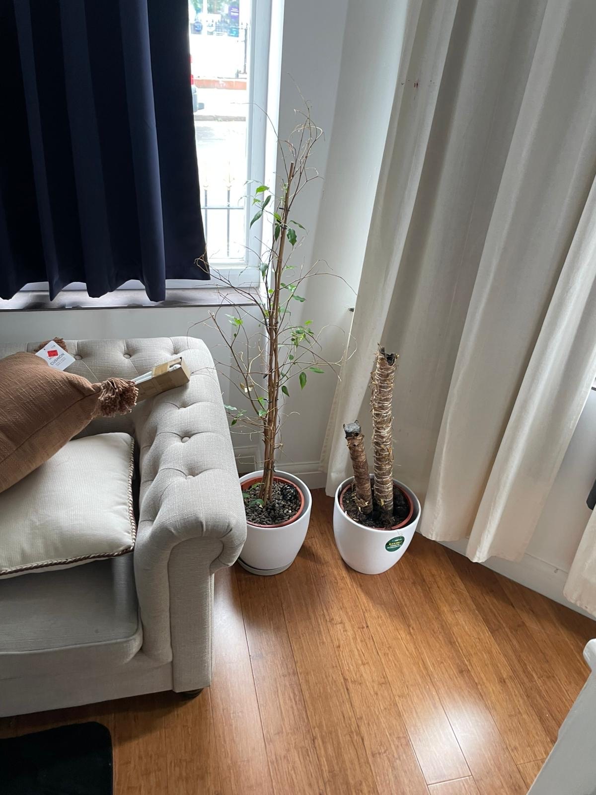 Armchair beside a window with curtains and a houseplant